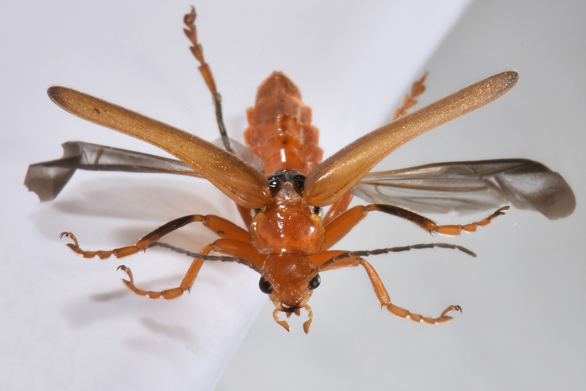 Cantharidae: Cantharis sp.?...Cantharis gr. pallida